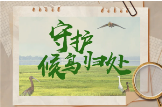 【世界地球日】守护候鸟归处